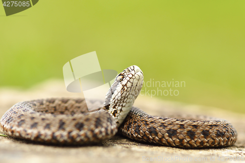 Image of young meadow viper ready to bite