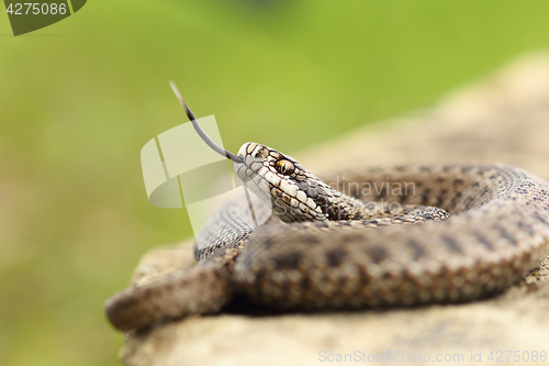 Image of aggressive hungarian meadow viper