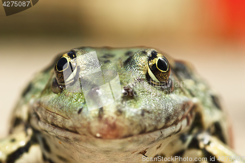 Image of macro portrait of Pelophylax ridibundus