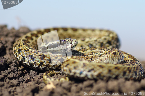 Image of male meadow viper basking on ground