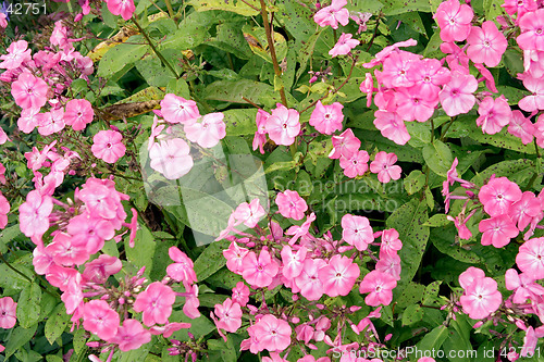 Image of Pink flowers of Phlox paniculata "Rijnstroom" Polemoniaceae (Garden Phlox, Border Phlox) botanical garden Gothenburg, Sweden