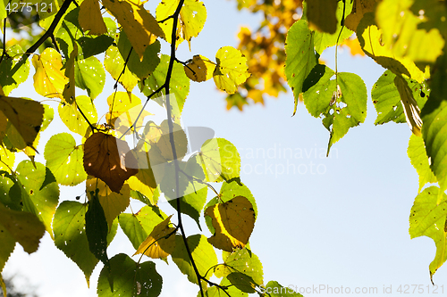 Image of linden tree in autumn