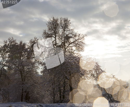 Image of trees in the forest in winter