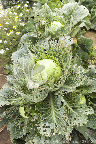 Image of field with green cabbage