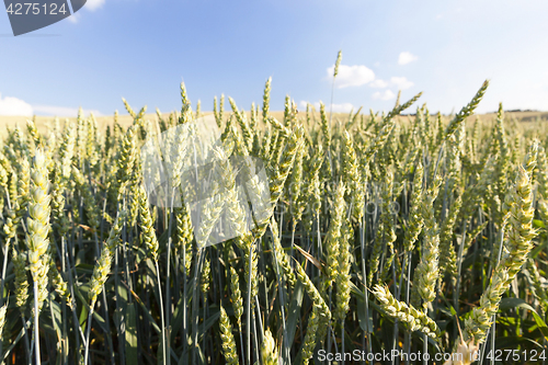 Image of agriculture, unripe wheat