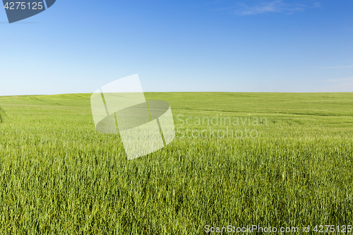 Image of Field with cereal