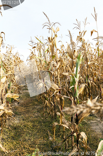 Image of agricultural field with corn