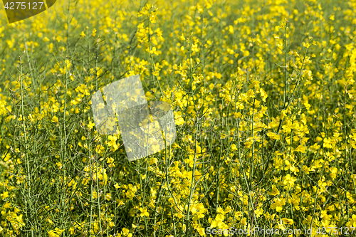 Image of yellow flower rape