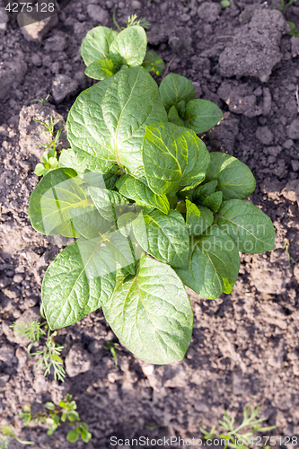 Image of green potato leaves