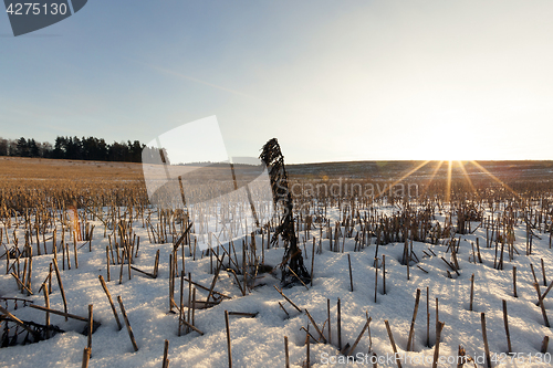 Image of field covered with snow