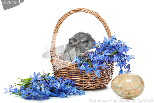 Image of Chinchilla in basket