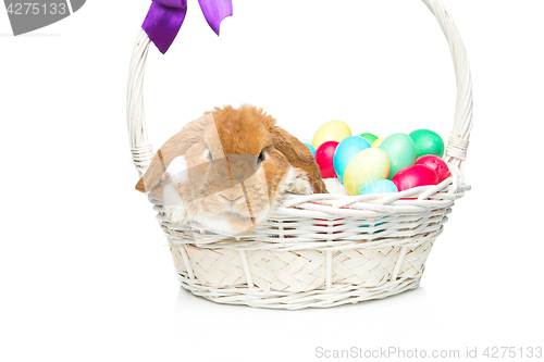 Image of Beautiful domestic rabbit in basket with eggs