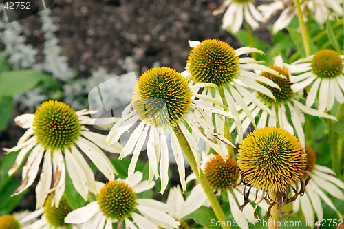 Image of White flowers of Echinacea purpurea "Alba", Asteraceae, (White coneflower) botanical garden, Gothenburg, Sweden