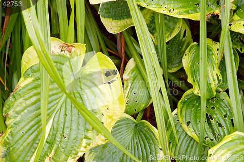 Image of Texture of green leaves, botanical garden, Gothenburg, Sweden