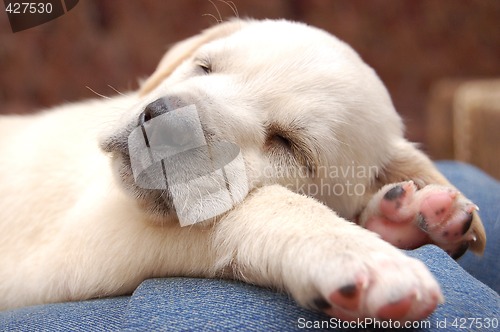 Image of Sleeping Labrador puppy