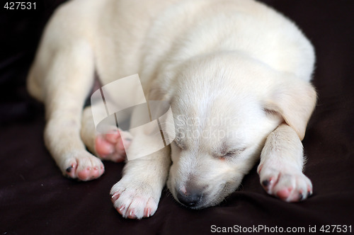 Image of Sleeping Labrador puppy