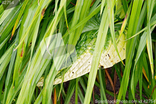 Image of Texture of green leaves, botanical garden, Gothenburg, Sweden