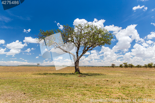 Image of acacia tree in savannah at africa