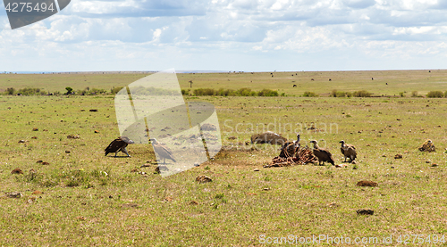 Image of vultures eating carrion in savannah at africa