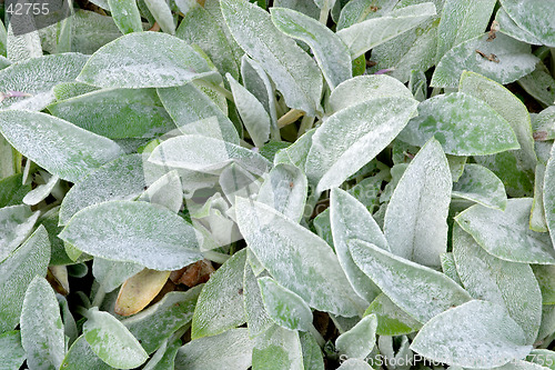 Image of Leaves of Stachys byzantina, Lamiaceae (woolly hedgenettle) botanical garden Gothenburg, Sweden