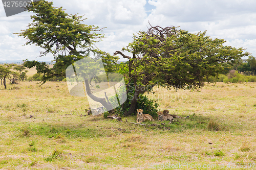 Image of cheetahs lying under tree in savannah at africa