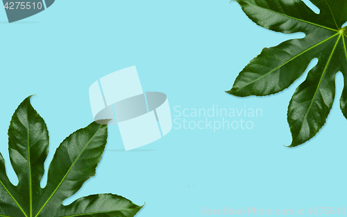 Image of green leaves on blue background