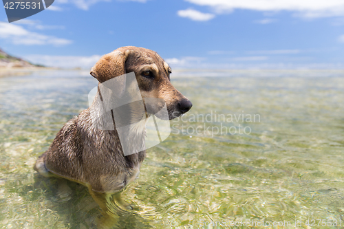 Image of dogs in sea or indian ocean water on seychelles