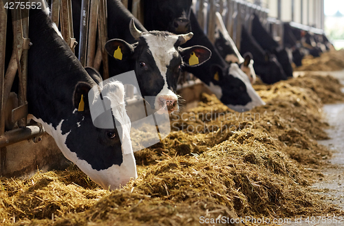 Image of herd of cows eating hay in cowshed on dairy farm