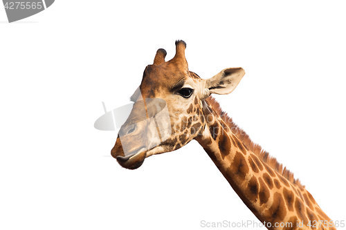 Image of close up of giraffe head