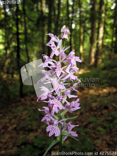 Image of Forest flowers