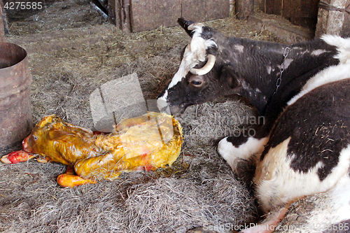 Image of just born calf