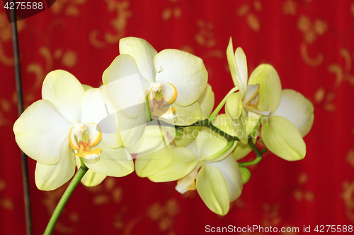 Image of branch of blossoming yellow orchid
