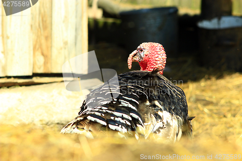 Image of turkey in the village