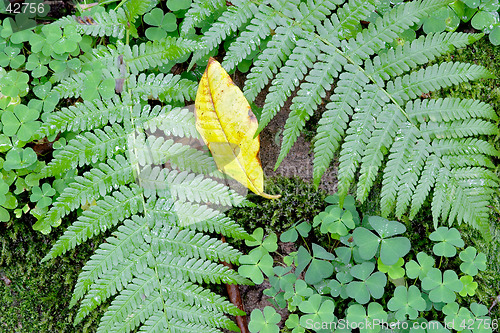 Image of Bright green fern and clover with a yellow leave, botanical garden, Gothenburg, Sweden
