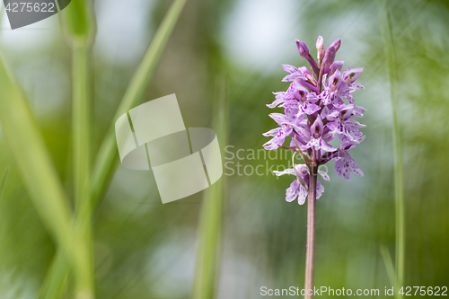 Image of Summer flower among grass straws