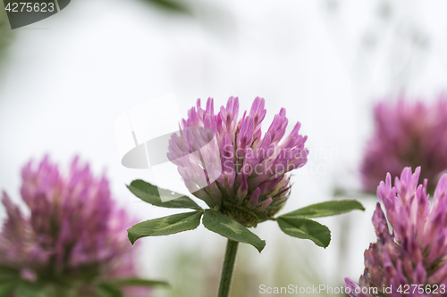 Image of Pink clover flower closeup