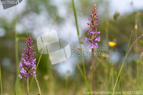 Image of Purple wildflowers in the grass