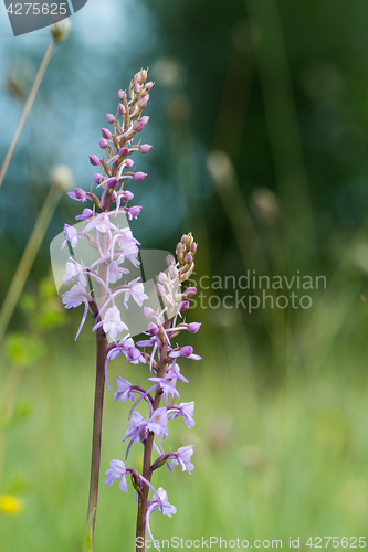 Image of Vibrant summer flowers