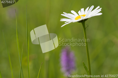 Image of Blossom daisy flower in green grass