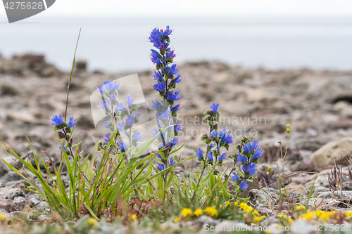 Image of Colorful summer flowers