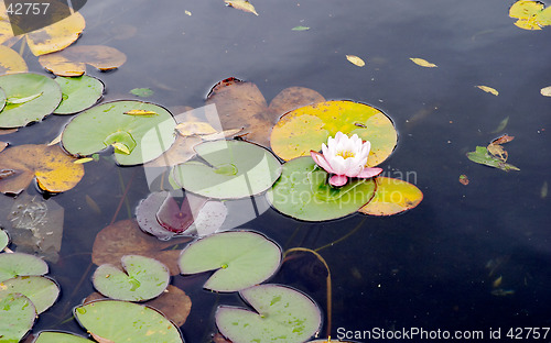 Image of Water lily (Nymphaea alba) pink flower and leaves, botanical garden, Gothenburg, Sweden