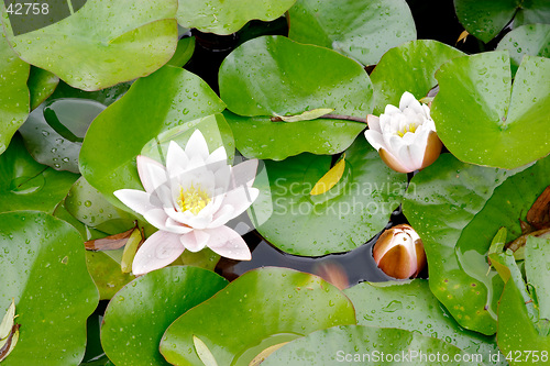 Image of Water lily (Nymphaea alba) pink flower and leaves, botanical garden, Gothenburg, Sweden