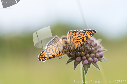 Image of Beautiful butterfly on a flower