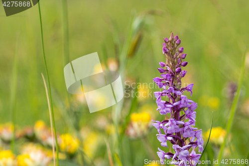 Image of Beautiful summer flower