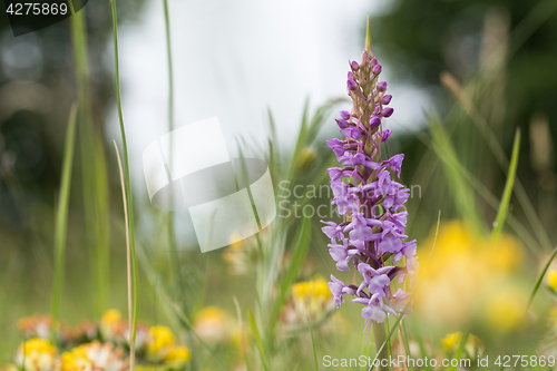 Image of Blossom summer meadow detail