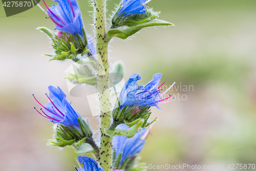 Image of Blueweed flower closeup