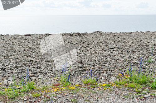 Image of Blueweed flowers by the coast