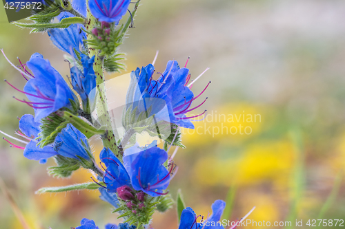 Image of Beautiful blueweed closeup