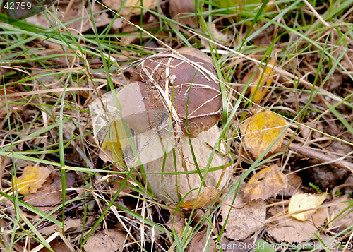 Image of Mushroom Boletus edulis (King Bolete, Porcini, Steinpilz, Cep), Gothenburg, Sweden