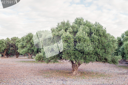 Image of Olive tree and dried meadow